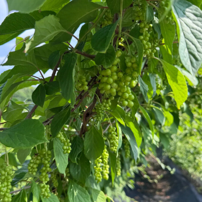 오미자 먹는 사람들,오미자 먹는 사람들 - 양구 오미자청 1.5L 오미자원액