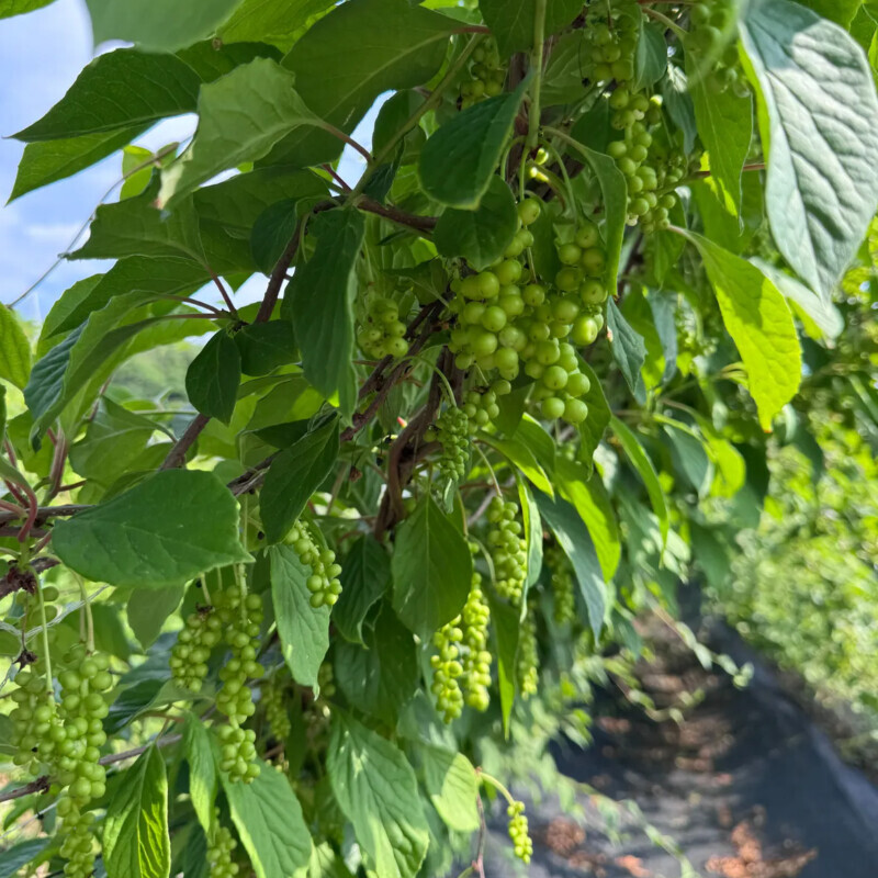 오미자 먹는 사람들,오미자 먹는 사람들 -양구 오미자즙 100ml 20포 / 50포