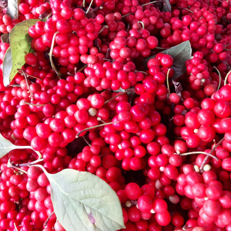 오미자 먹는 사람들,오미자 먹는 사람들 -양구 오미자즙 100ml 20포 / 50포