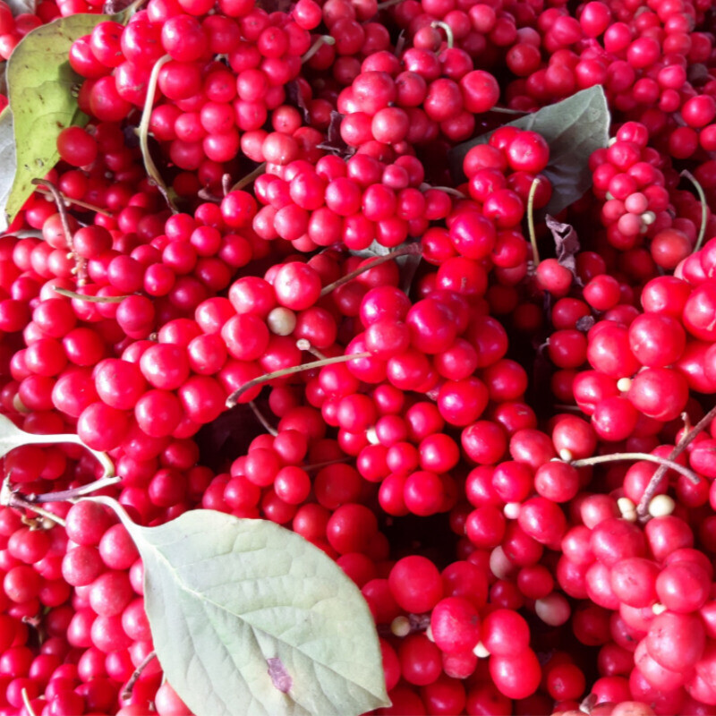 오미자 먹는 사람들,오미자 먹는 사람들 - 양구 오미자청 선물세트 500ml x 3병
